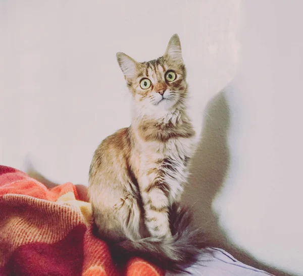Мініатюрна кішка в класичній позі — стокове фото