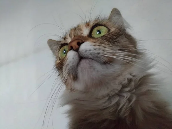 Bocal de um gato adorável de cabelos compridos — Fotografia de Stock