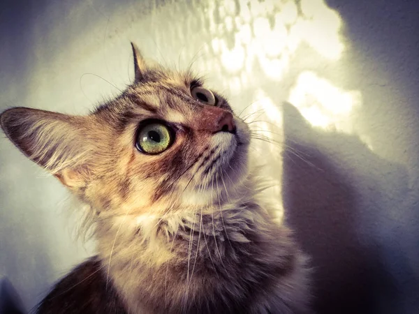 Ústí hlavně krásná polodlouhosrstá kočka — Stock fotografie