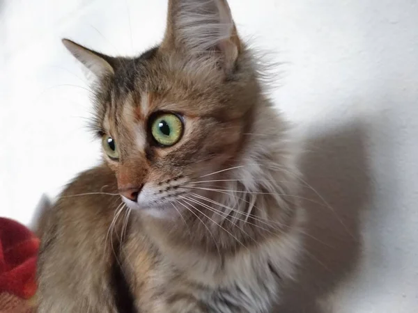 Muzzle of a lovely long-haired cat — Stock Photo, Image