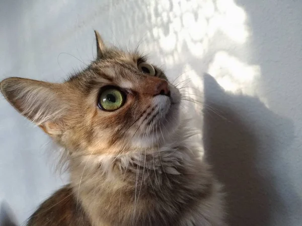 Морда милой длинноволосой кошки — стоковое фото