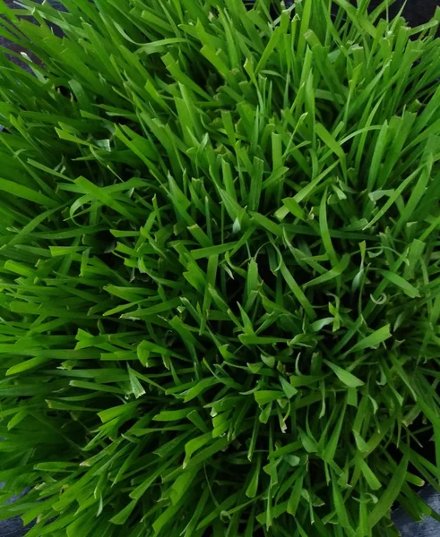 Çimenli çim, çeşitli otlar sıçraması ile yeşil — Stok fotoğraf