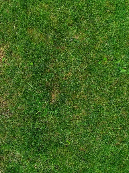 Pelouse herbeuse, verte avec des éclaboussures de diverses mauvaises herbes — Photo