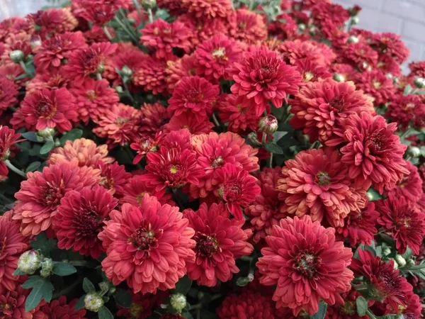 Chrysanthemen Blüten, kleine dekorative rote — Stockfoto