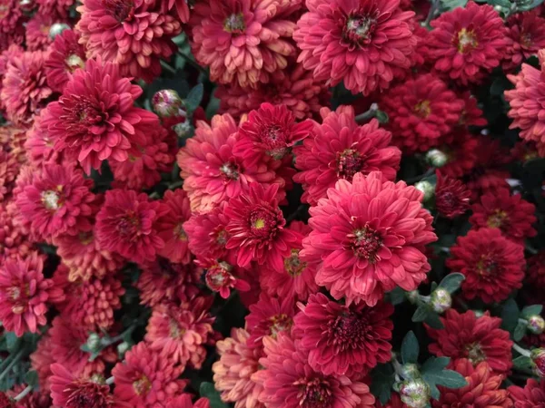 Chryzantémy květiny, malé dekorativní červené — Stock fotografie