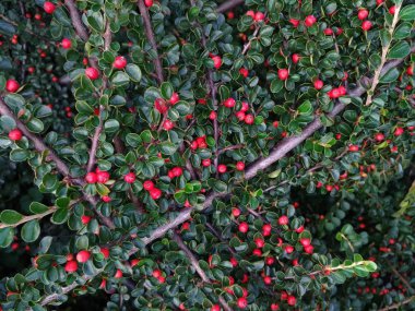 Dekoratif doğa, yeşil yuvarlak kırmızı meyveler yaprakları 