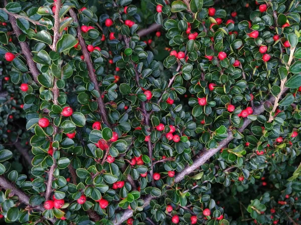 Natura ozdobny, zielonych liści okrągłe czerwone jagody — Zdjęcie stockowe