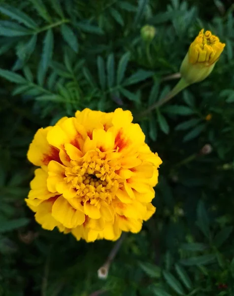 Große leuchtend gelbe Blume "chornobrivets" (Tagetes) oder Ringelblume und Knospe — Stockfoto