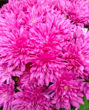 Yakın çekim koyu kırmızı krizantem, birkaç makro çiçekler