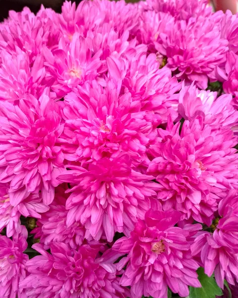 Nahaufnahme purpurrote Chrysanthemen, wenige Makroblüten — Stockfoto