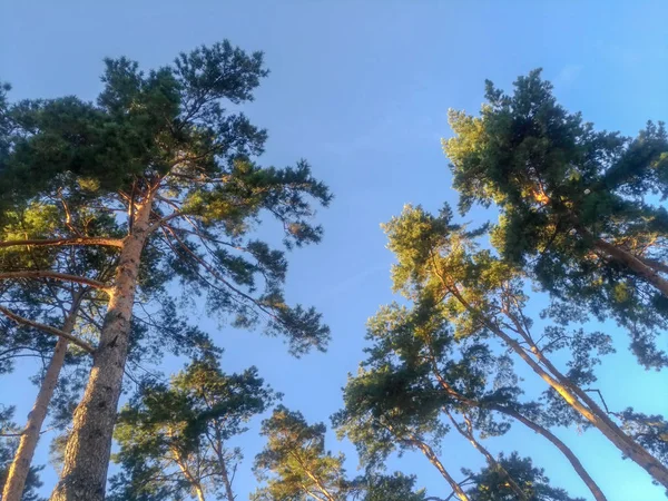 Ağaçlar gökyüzü, temiz hava — Stok fotoğraf