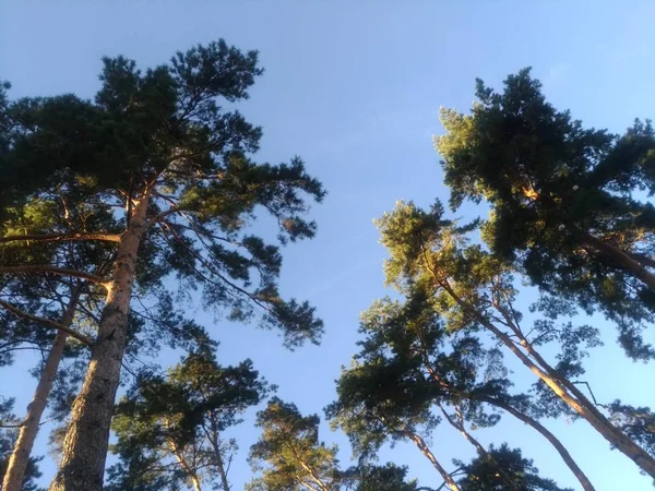 Χαμηλή γωνία, δέντρα κατά ουρανό — Φωτογραφία Αρχείου