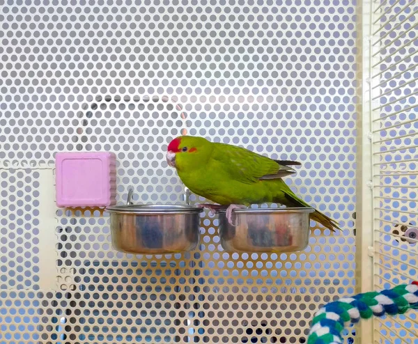 A multi-colored parrot in a cage