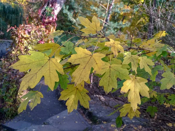 Autunno, primo piano foglie d'acero — Foto Stock