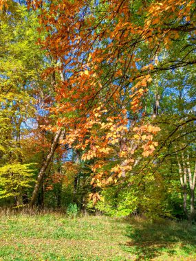 Sonbahar manzara, yeşillik, sarı, turuncu, yeşil
