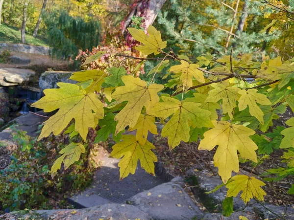 Automne, gros plan sur les feuilles d'érable — Photo
