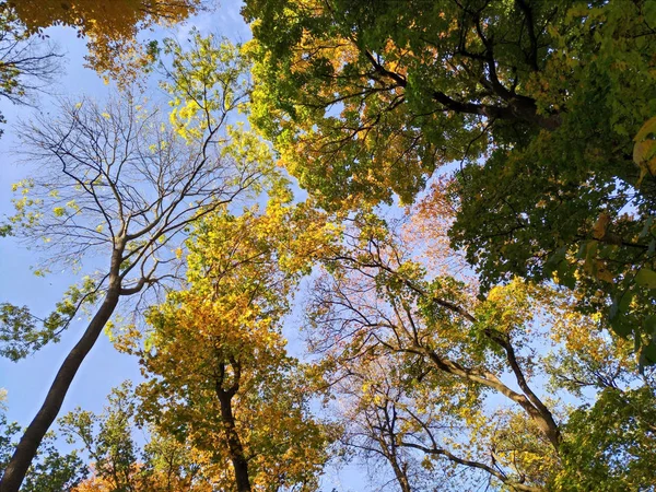Herbstbäume gegen den Himmel, klare Luft — Stockfoto
