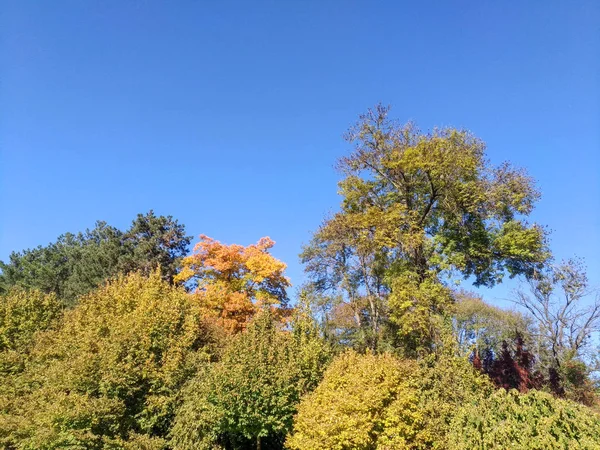 Sonbahar manzara, yeşillik, sarı, turuncu, yeşil — Stok fotoğraf