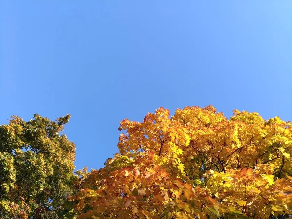 Árboles, juego de colores de otoño, azul astuto —  Fotos de Stock