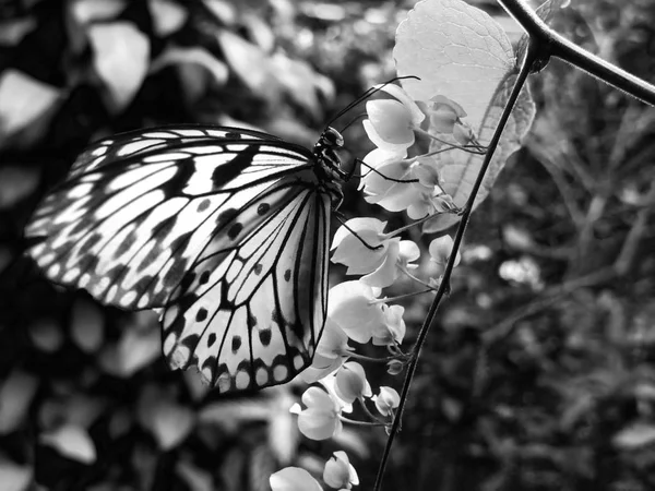 Bela borboleta sentado em uma flor — Fotografia de Stock