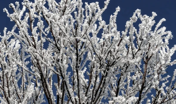 冬の木の枝を覆う雪. — ストック写真