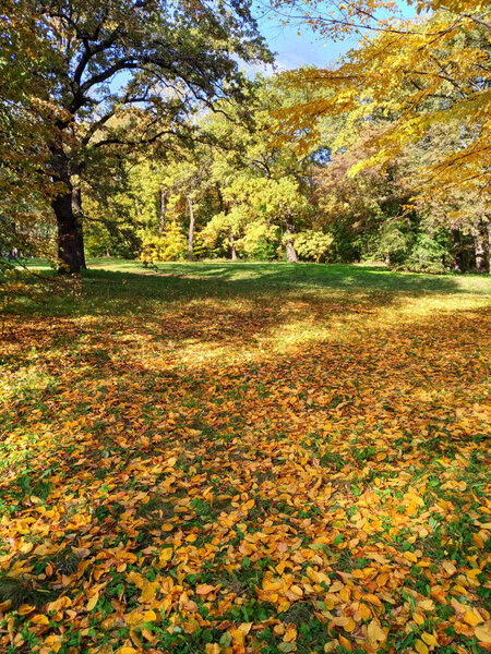 Fallen autumn leaves in the park Sofiyivka