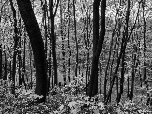 Dramatische grafische weergave bos in de herfst — Stockfoto
