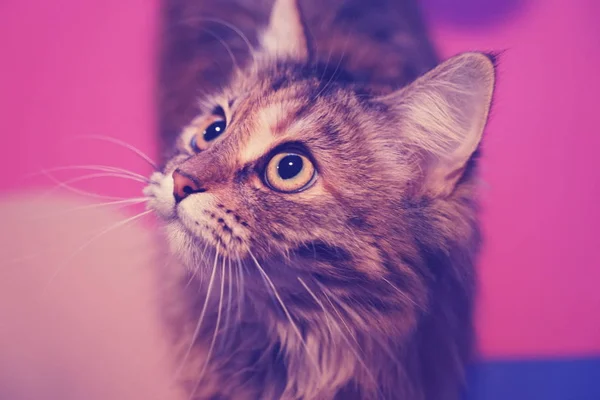 Gato con grandes ojos en magenta-rosa — Foto de Stock