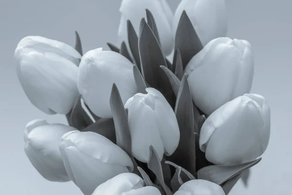 花束郁金香在白色背景与复制空间 — 图库照片