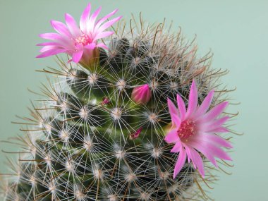 Pembe mini kaktüs çiçek, çiçek açması mammillaria,