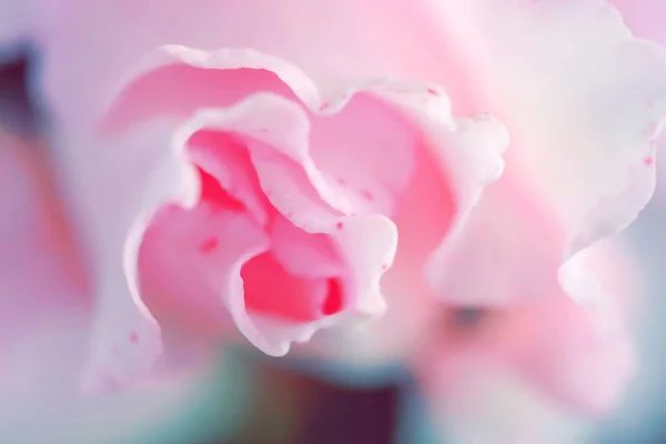 Real rosa fresco pétalas de rosa, vista superior macro tiro — Fotografia de Stock