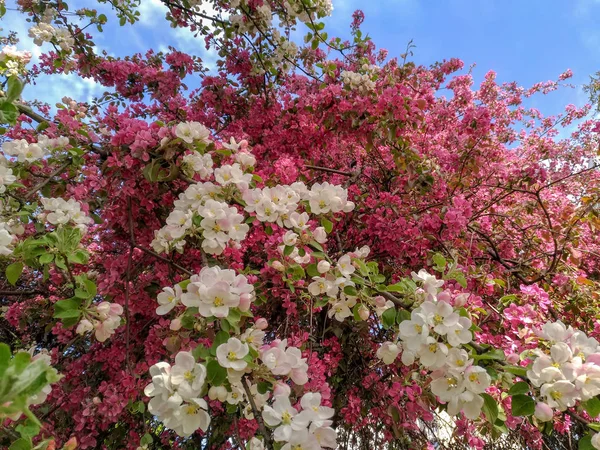 Bahar çiçeği ağaçlar, çiçekler mavi gökyüzü karşı — Stok fotoğraf