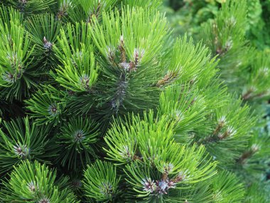 çam ağacı yeşil dalı koniler ile makro