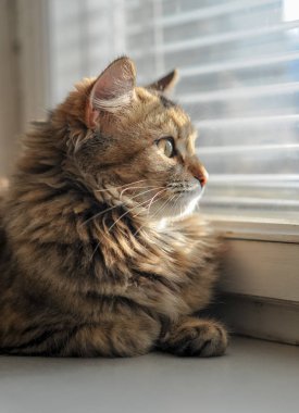 Pencerenin yakınındaki pencere eşiğinde kedi 