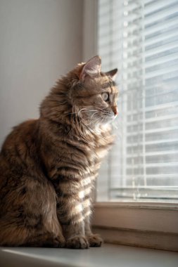 Pencerenin yakınındaki pencere eşiğinde kedi 