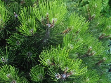 çam ağacı yeşil dalı koniler ile makro