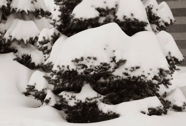 Épinettes sous la neige, couvertes de calottes neigeuses — Photo