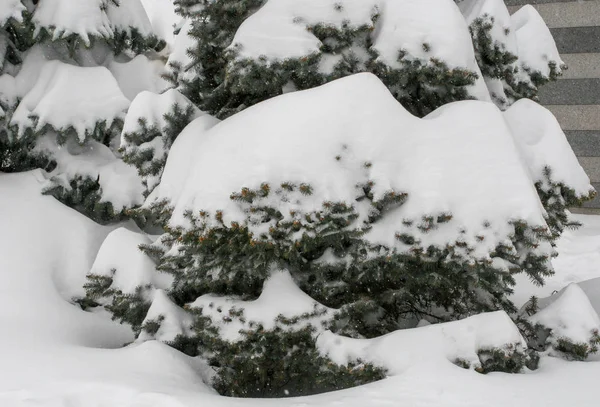 Épinettes sous la neige, couvertes de calottes neigeuses — Photo