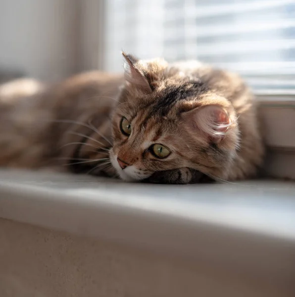 Gato deitado no peitoril da janela, emoção triste — Fotografia de Stock