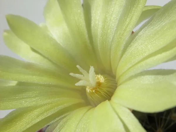 Gelbe Minikaktusblüte, Blüte, detailliertes Makro — Stockfoto