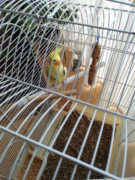 bird - parrot in a cage, yellow with red dot
