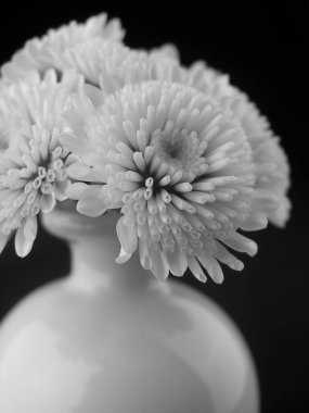 siyah arka plan üzerine vazoda beyaz çiçekler