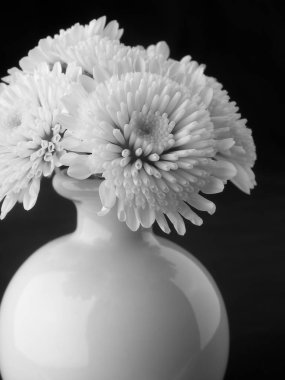 siyah arka plan üzerine vazoda beyaz çiçekler