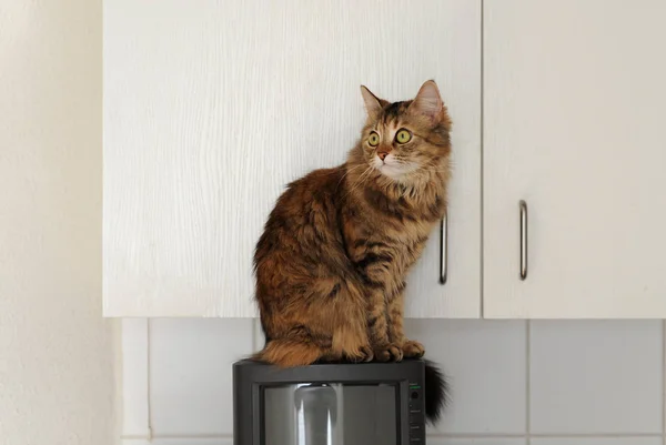 A cat sitting in the kitchen on TV