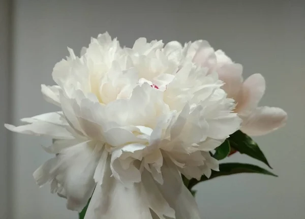 Weiße Pion Blume auf hellem Hintergrund — Stockfoto