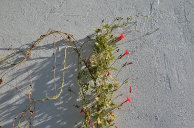 doymuş brigth sıcak renkli çiçeklerle bitki