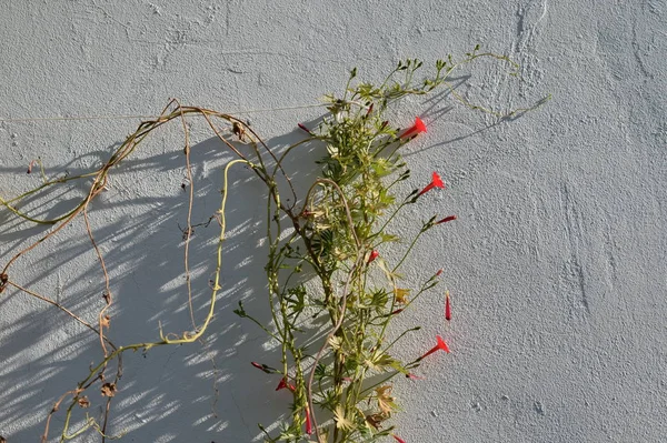 doymuş brigth sıcak renkli çiçeklerle bitki