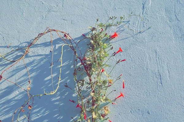 Plante avec brigth fleurs chaudes saturées de couleur — Photo