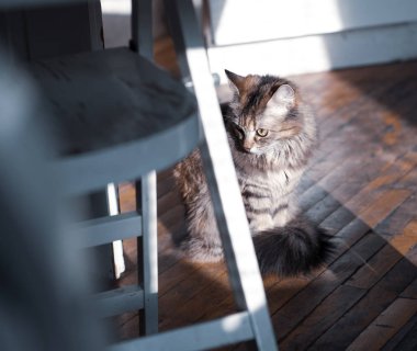 dışkı yakınındaki parke mutfak kedi