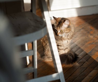 dışkı yakınındaki parke mutfak kedi